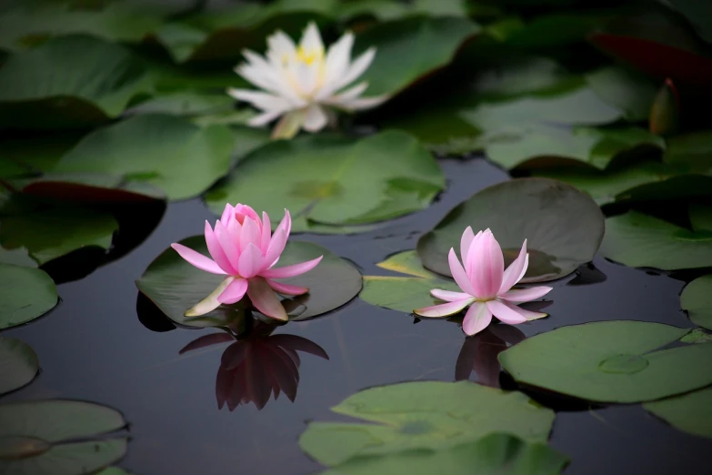 a couple of pink flowers floating on top of a pond, by Shen Quan, shutterstock, hurufiyya, lillies, stock photo, trio, photograph credit: ap