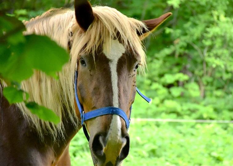 a brown and white horse with a blue bridle, by Maksimilijan Vanka, pixabay, shaggy, a blond, looking majestic in forest, closeup 4k