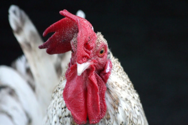 a close up of a rooster with a red comb, pale pointed ears, [ realistic photo ]!!, photograph credit: ap, close - up of face