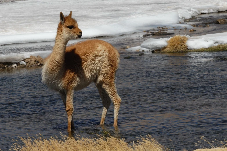 a llama standing next to a body of water, flickr, renaissance, in an icy river, bashful expression, watch photo, very known photo