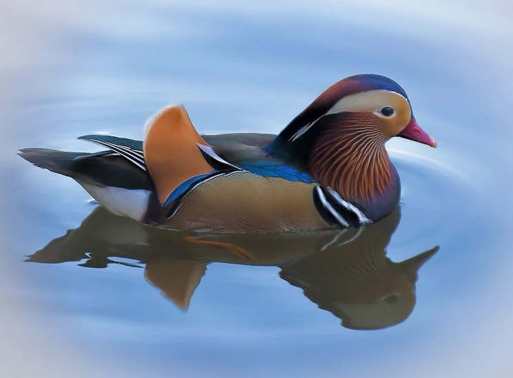 a duck floating on top of a body of water, a digital painting, by Jan Rustem, shutterstock, fine art, beautiful iphone wallpaper, donald duck in real life, tim hildebrant, amazing color photograph