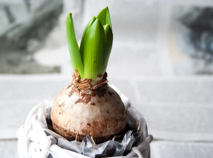 a close up of a plant in a basket on a table, a picture, by Jens Søndergaard, trending on pixabay, hyacinth, plant roots, journalistic photo, cube shaped irises