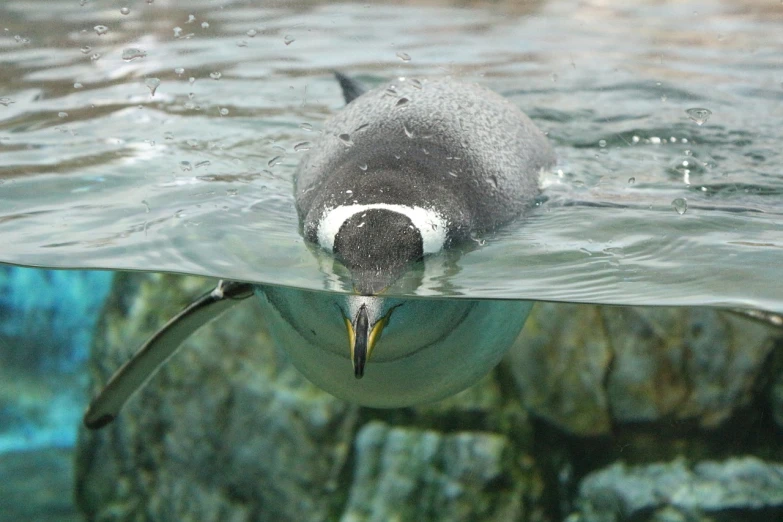 an image of a penguin swimming in the water, by Dietmar Damerau, flickr, with a white muzzle, shiny skin”, torrent, truncated snout under visor