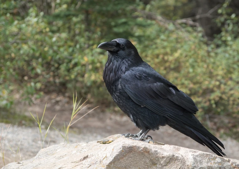 a black bird sitting on top of a rock, a portrait, inspired by Gonzalo Endara Crow, flickr, bear, regal pose, whistler, file photo