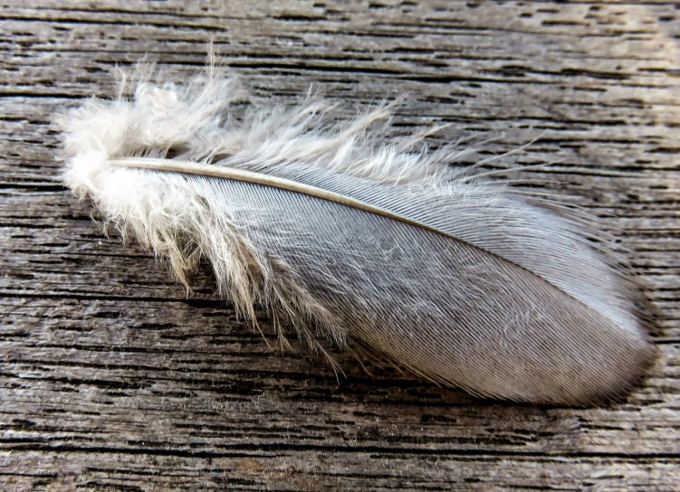 a feather resting on a piece of wood, a macro photograph, pexels, dove, super detailed image, grayish, holiday season