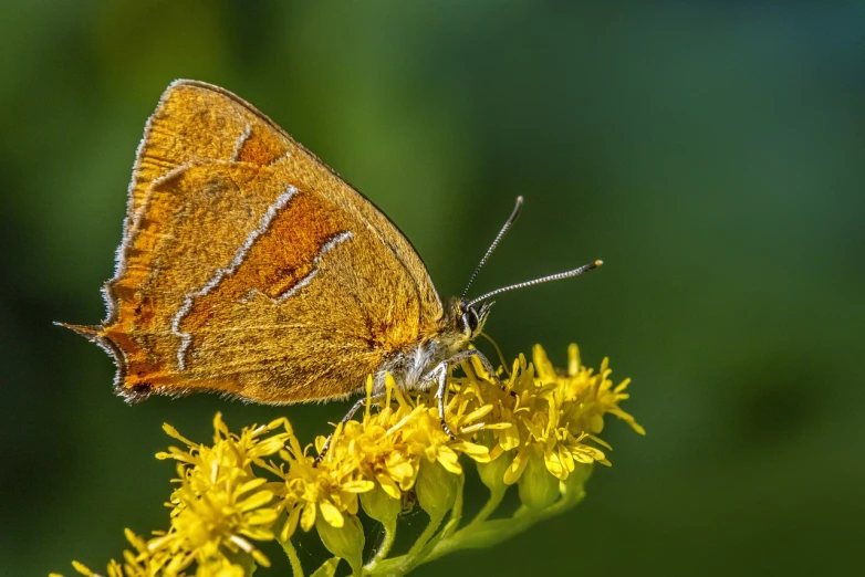 a brown butterfly sitting on top of a yellow flower, a macro photograph, shutterstock, figuration libre, some rust, hyperdetailed photo, butterflies and sunrays, gilt-leaf winnower