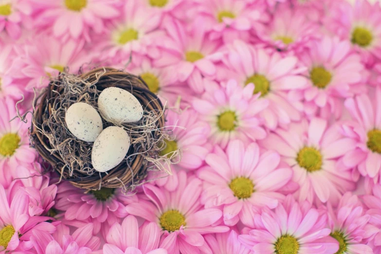 a nest filled with three eggs sitting on top of pink flowers, inspired by Peter Alexander Hay, pexels, chrysanthemum eos-1d, flowers background, 1 6 x 1 6, istockphoto