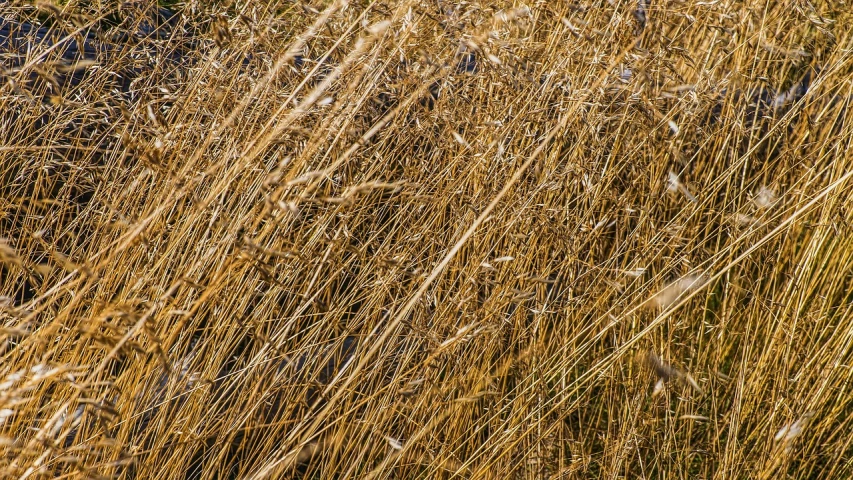 a red fire hydrant sitting in the middle of a field of tall grass, a macro photograph, by Richard Carline, precisionism, hair texture, muted brown yellow and blacks, field of hay, megascans texture