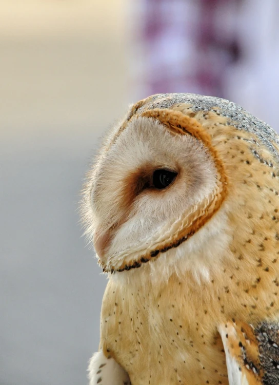 a close up of a bird of prey, by Edward Corbett, shutterstock, renaissance, barn owl face, side profile centered, stock photo, beautiful smooth oval head