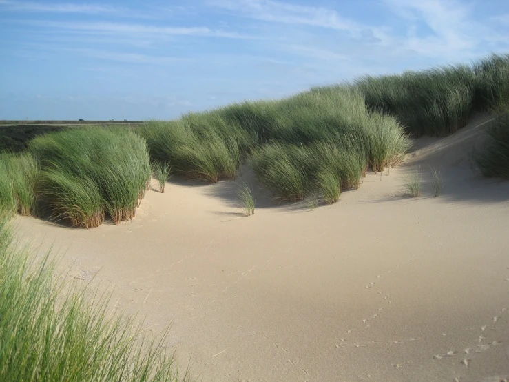 a group of green grass sitting on top of a sandy beach, a picture, by Edward Corbett, flickr, marsh vegetation, majestic dunes, flanders, soaring