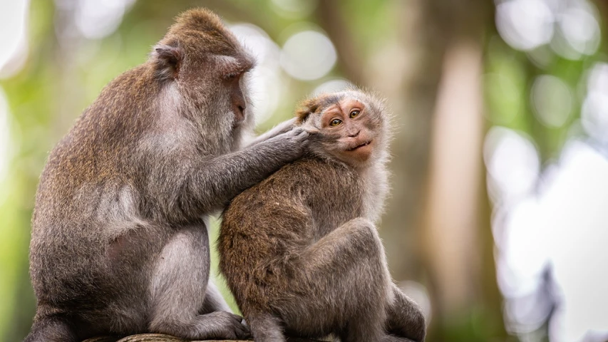 a couple of monkeys sitting next to each other, a portrait, by Basuki Abdullah, shutterstock, greeting hand on head, 🦩🪐🐞👩🏻🦳, lovely kiss, grey