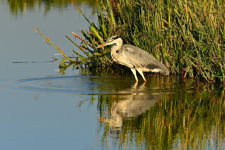 a bird that is standing in the water, a picture, by Juergen von Huendeberg, hurufiyya, sun coast, gentle shadowing, heron, grain”