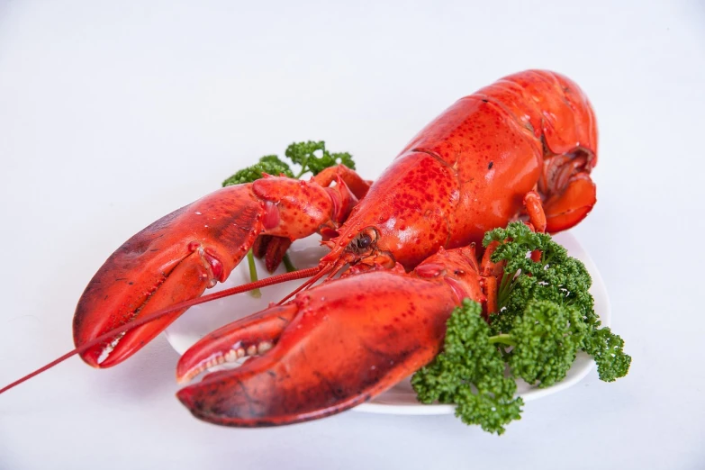 a red lobster sitting on top of a white plate, a picture, pexels, productphoto, 4 arms, male and female, 1 6 x 1 6