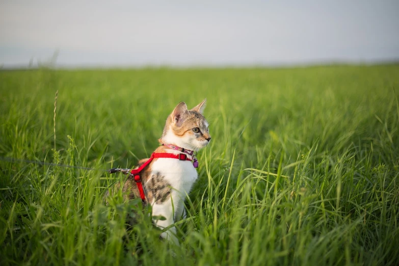 a cat that is sitting in the grass, a picture, shutterstock, harness, standing in a field, 35 mm product photo”, high res photo