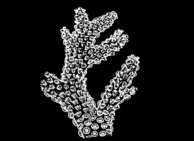 a close up of a plant on a black background, a stipple, inspired by Earnst Haeckel, generative art, delicate coral sea bottom, black and white vector, many fingers, made out of shiny white metal