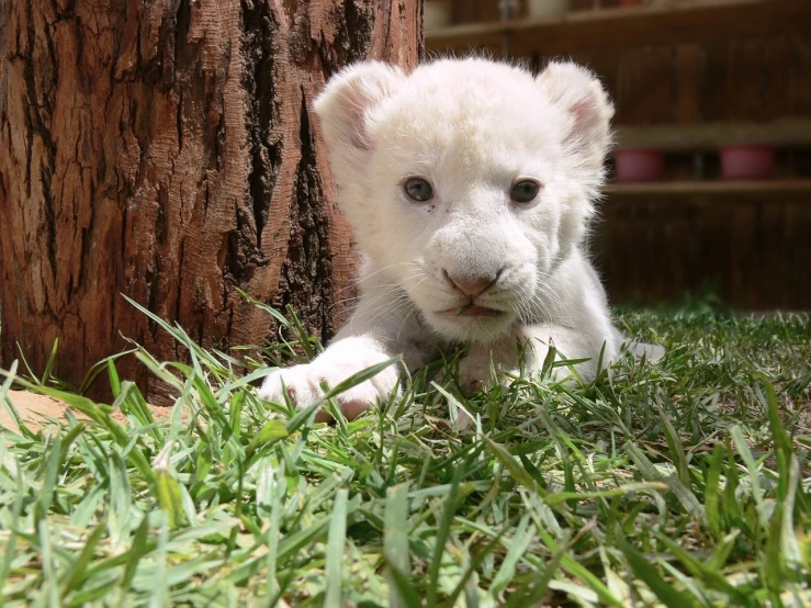 a white lion cub laying in the grass next to a tree, a picture, by Scott M. Fischer, reddit, lion icon, hand, 2009, adorable design