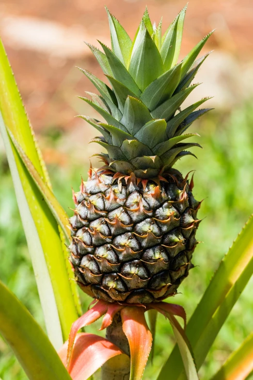 a close up of a pineapple on a tree, a stock photo, modern very sharp photo, highly detailed product photo