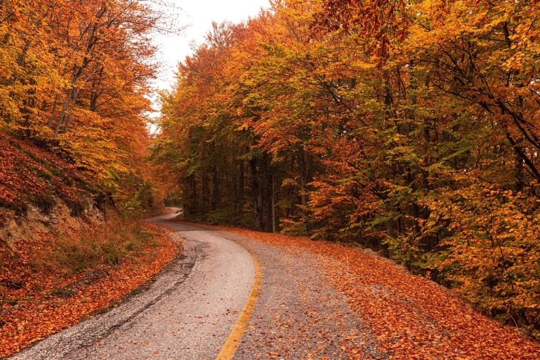 a winding road in the middle of a forest, by Hristofor Žefarović, orange and brown leaves for hair, details and vivid colors, mid shot photo