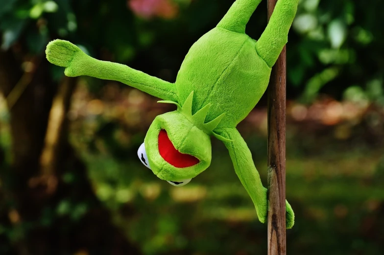 a close up of a stuffed animal on a pole, a picture, inspired by Pál Böhm, pexels, happening, kermit, head bent back in laughter, on a branch, high angle close up shot