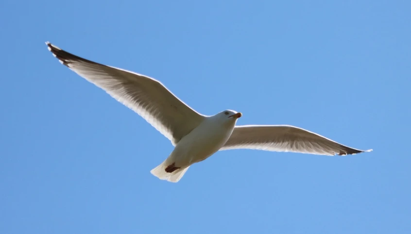 a white bird flying through a blue sky, a portrait, by David Budd, pexels, 1128x191 resolution, a bald, birdeye, backlite