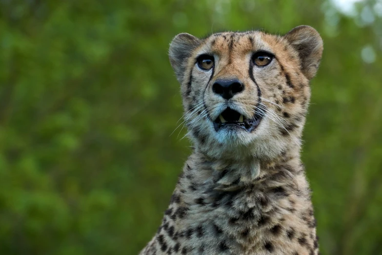 a close up of a cheetah looking at the camera, by Peter Churcher, shutterstock, looking upwards, small upturned nose, celebration, 3 4 5 3 1