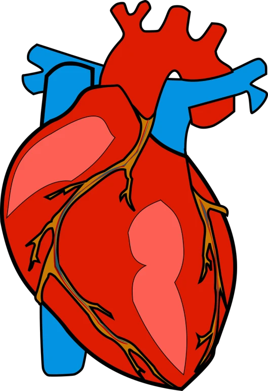 an image of a human heart, by Meredith Dillman, pixabay, art nouveau, colored accurately, cartoon illustration, close up half body shot, !!! very coherent!!! vector art