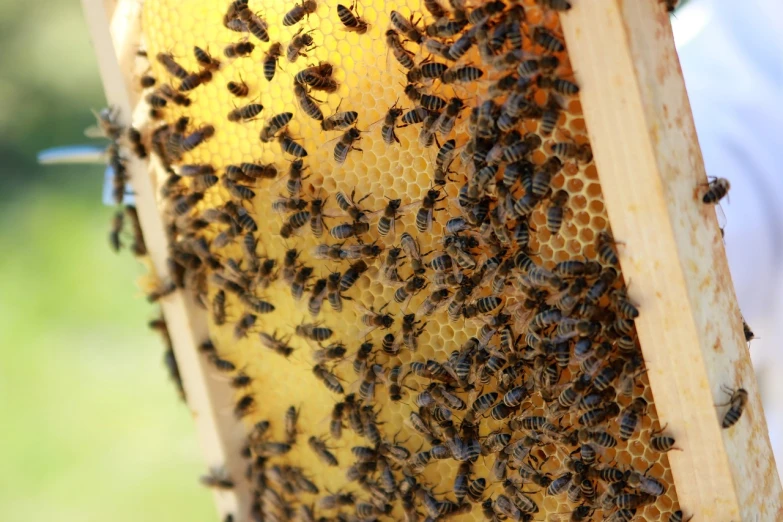 a bunch of bees that are inside of a beehive, by Alison Watt, hurufiyya, sun lit, screens, high res photo