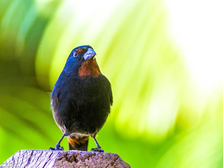 a bird sitting on top of a tree stump, by Peter Churcher, shutterstock, sumatraism, innocent look. rich vivid colors, voluptuous male, high contrast backlight, looking outside