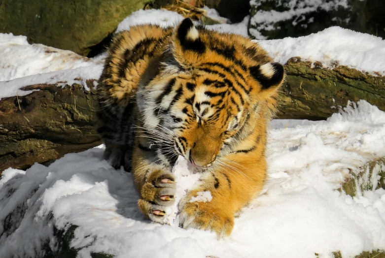 a close up of a tiger in the snow, a photo, sumatraism, holding paws, very sharp photo