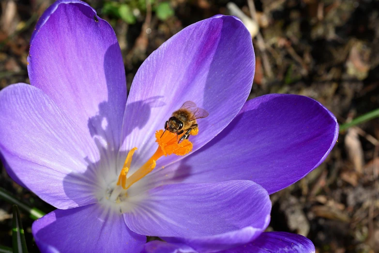 a bee sitting on top of a purple flower, a photo, by Jan Rustem, early spring, full morning sun, very sharp photo, istock