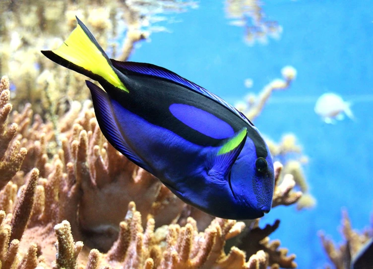 a blue and yellow fish swimming in an aquarium, by Hans Werner Schmidt, hurufiyya, beautiful black blue yellow, finding nemo, oozing bile ), n - 6