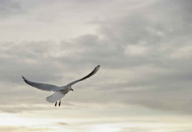 a seagull flying through a cloudy sky, a portrait, inspired by Jan Kupecký, pexels, arabesque, evening light, img _ 9 7 5. raw, white, benjamin vnuk