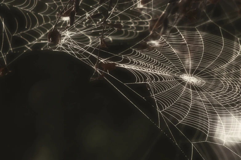 a spider web with water droplets on it, a macro photograph, net art, 4 k ], background ( dark _ smokiness ), evening light, hyperdetailed