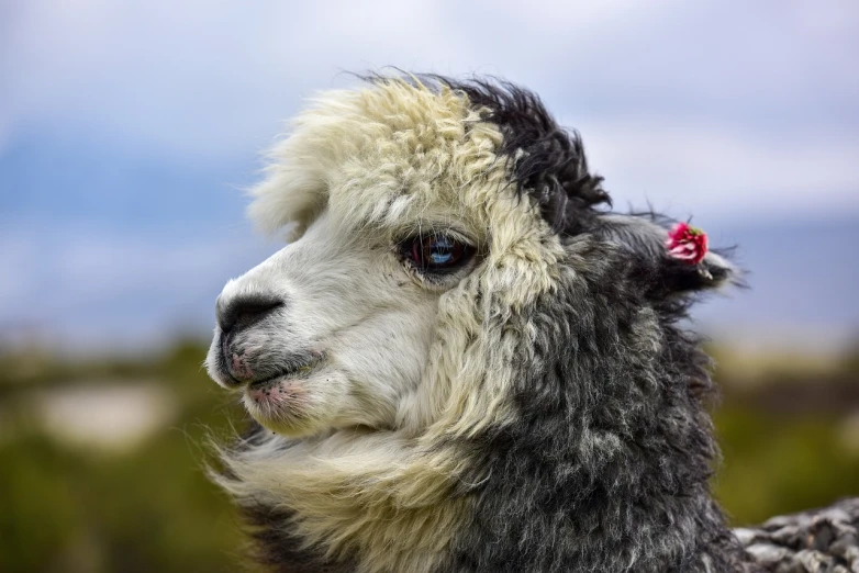 a close up of a llama with a flower in its hair, a portrait, on a cloudy day, very sharp photo, salt and pepper hair, modern high sharpness photo