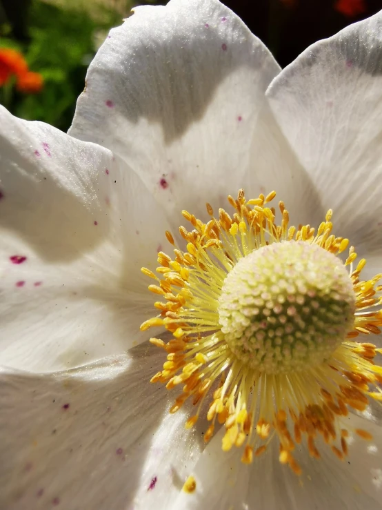 a close up of a white flower with a yellow center, inspired by Frederick Goodall, hurufiyya, dead but beautiful. poppies, phone photo, different closeup view, 3 4 5 3 1