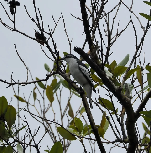 a bird sitting on top of a tree branch, flickr, bauhaus, sri lanka, white and grey, the shrike, 1/320