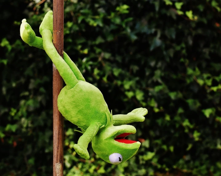 a green stuffed frog hanging from a pole, inspired by Pál Böhm, flickr, jacksepticeye as a muppet, hedge, scene!!, pole dancing