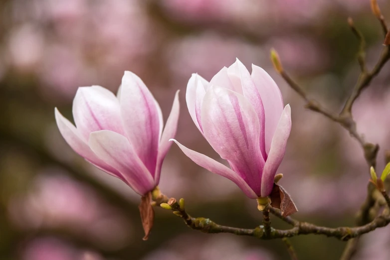 a close up of two pink flowers on a tree, a portrait, by Hans Schwarz, magnolia big leaves and stems, very shallow depth of field, 3 are spring, stunning lines