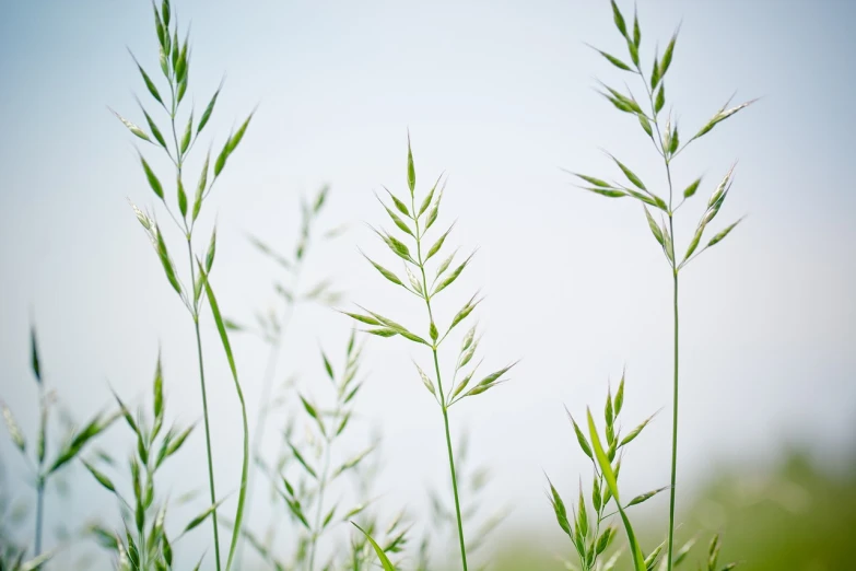 a close up of some grass with a sky in the background, a picture, by Matthias Weischer, naturalism, pale green background, tall plants, thin dof, farming