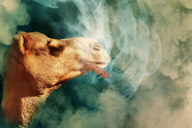 a camel with smoke coming out of its mouth, a stock photo, by Matthias Weischer, shutterstock, surrealism, lamb and goat fused as one, weed background, cairo, stock photo