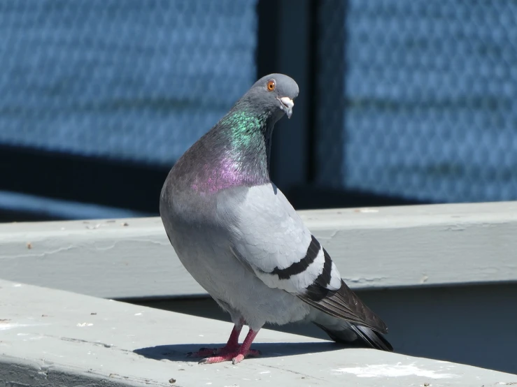 a close up of a pigeon on a ledge, flickr, purple. smooth shank, steel gray body, in the sun, multicolored