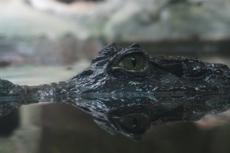 a close up of an alligator's head in the water, unsplash, photorealism, eye reflection, closeup 4k, amanda clarke, mirrored