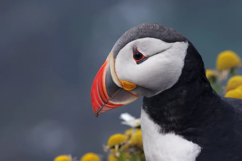 a close up of a bird with flowers in the background, a portrait, by Dietmar Damerau, shutterstock, hurufiyya, atlantic puffin, kodak photo, resting, watch photo