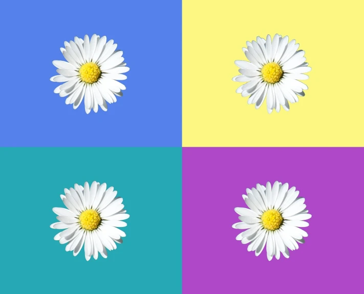 a close up of a flower on a colorful background, pop art, chamomile, 4k high res, vector images, four seasons