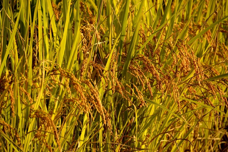 a bird sitting on top of a lush green field, a picture, hurufiyya, rice, golden hour closeup photo, seeds, harvest