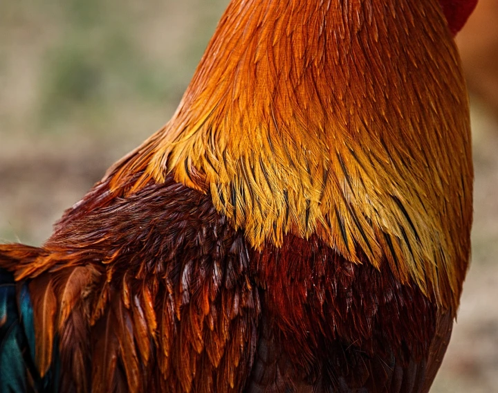 a close up of a rooster in a field, a portrait, by Jan Rustem, hair texture, bold natural colors, rear-shot, beautifully painted