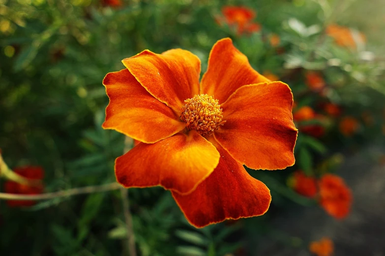 a close up of a flower in a field, renaissance, dark orange, alexis flower, shaded, vast cosmos