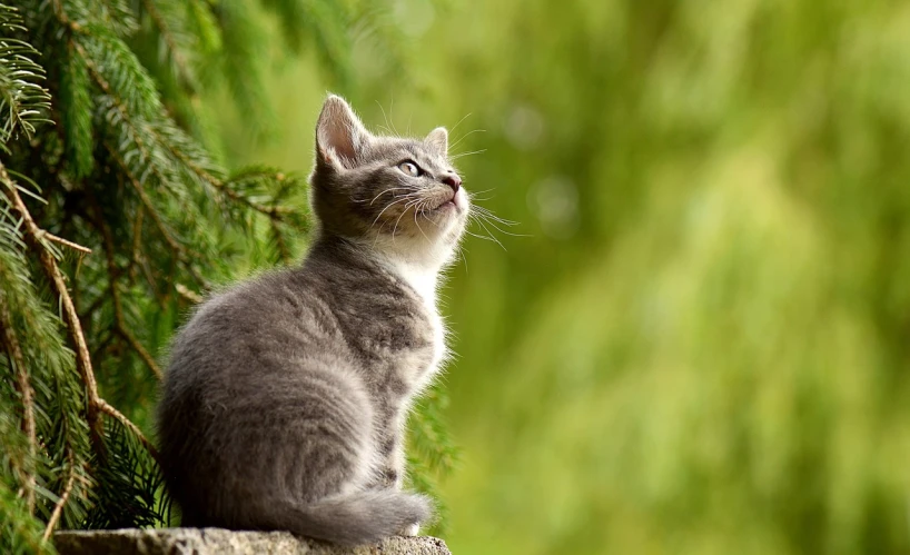 a gray and white cat sitting on top of a rock, a picture, by Li Mei-shu, pixabay, minimalism, cute forest creature, kitten sandwish, looking at the sky, close - up profile