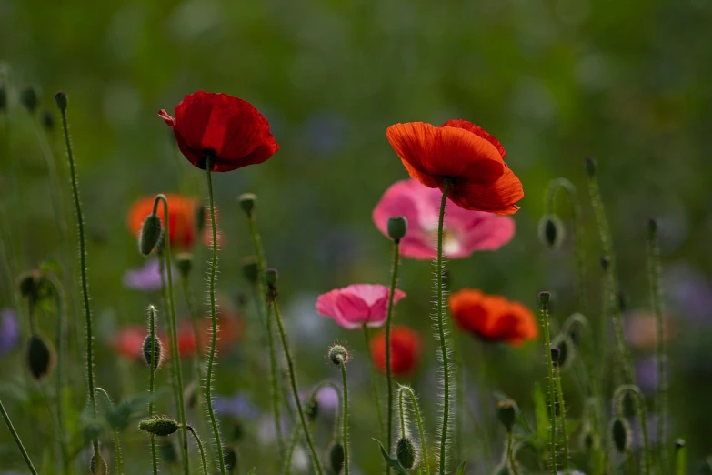 a bunch of red and pink flowers in a field, romanticism, poppy, 7 0 mm photo