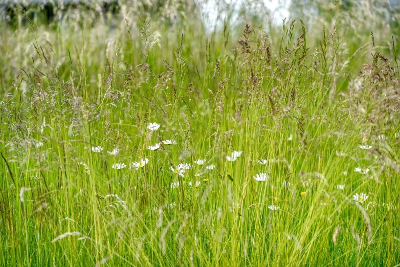 a field full of tall grass and white flowers, a stock photo, by Richard Carline, shutterstock, herbs and flowers, vibrant and vivid, rustic, green eays
